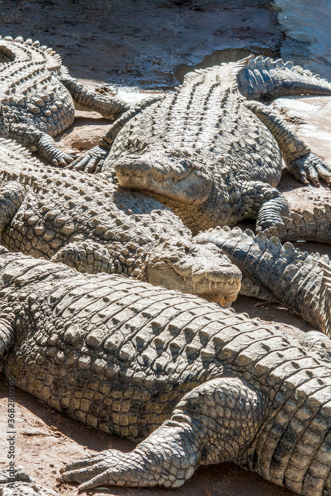 Fototapeta premium Alligators lying in the sun