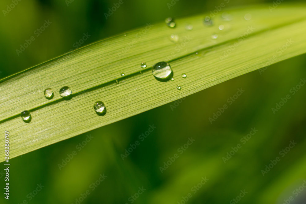 Green leaf with drop of water after rain macro close up photo Green leaf with drop of water after rain macro close up photo