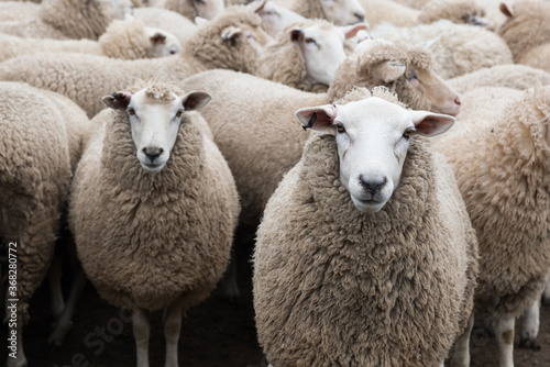 Flock of sheep ready to be shorn on shearing day