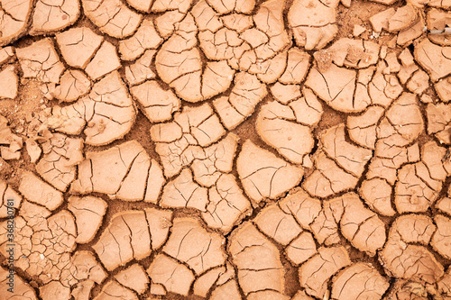 Cracks in dried mud