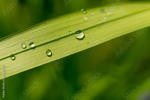 Green leaf with drop of water after rain macro close up photo