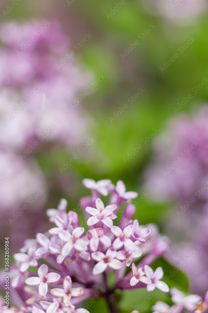 Lilac of Meyer flowers macro photo close up in sunny day, blurred bokeh background Lilac of Meyer flowers macro photo close up in sunny day, blurred bokeh background