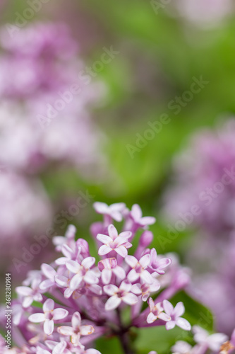 Lilac of Meyer flowers macro photo close up in sunny day  blurred bokeh background