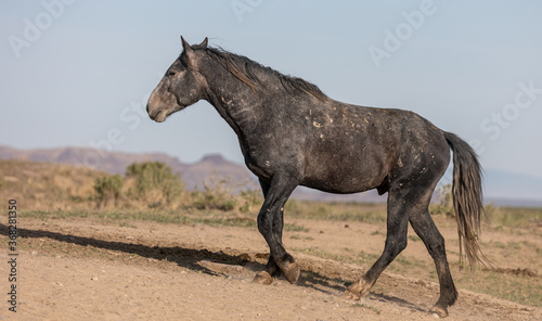 Wild Horse in the Utah Desert