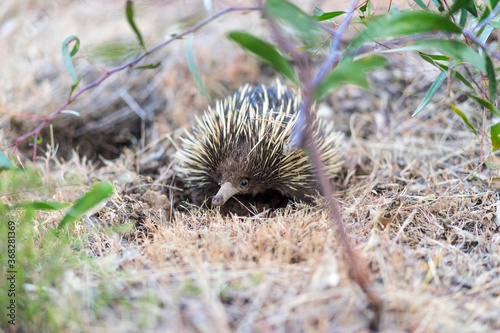 Echidna on dry grass in bushland photo