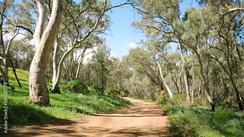 A dirt road through eucalyptus trees in the bush photo