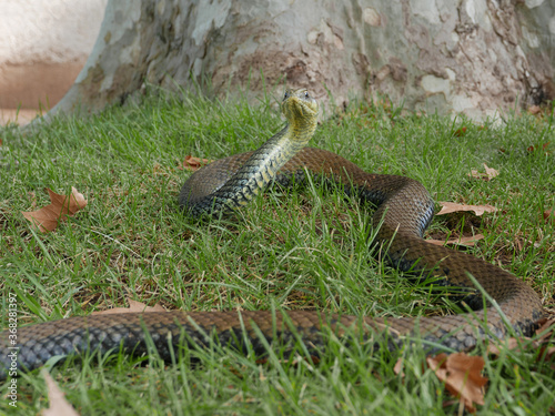 closeup of a snake Malpolon monspessulanus  Montpellier snake.   