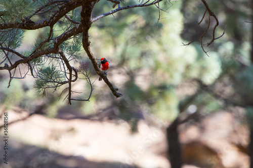 Red capped robin in a native pine tree