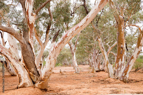 Gum trees growing in sandy creek bed photo