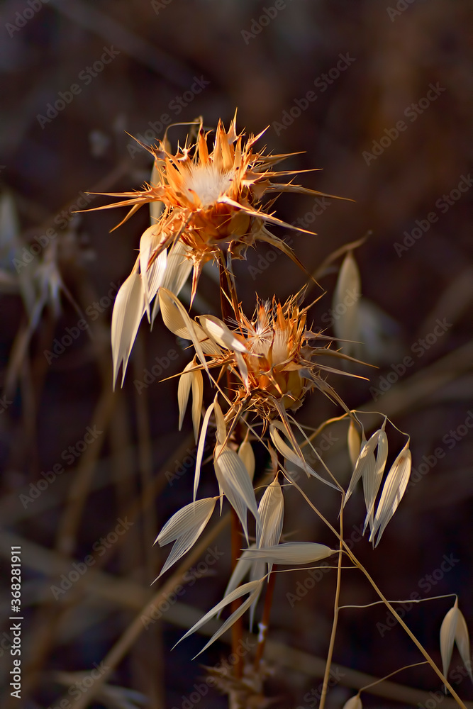 a thistle flower with its thorns illuminated by the sun