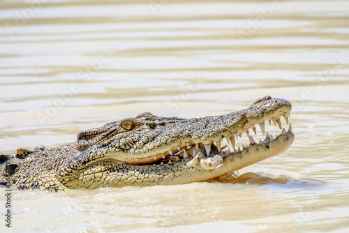 Saltwater crocodile photo