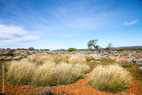 spinifex grass in outback landscape photo