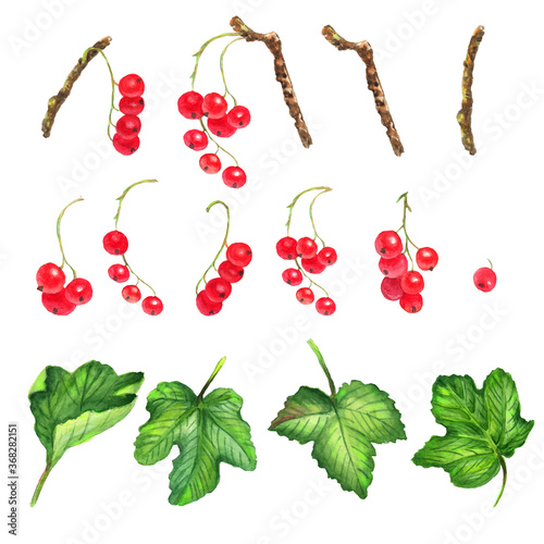 Watercolor colorful set with red currants berries, leaves and branches. White background