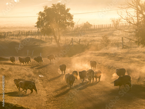 Sheep crossing a rural dirt road on frosty and misty morning photo