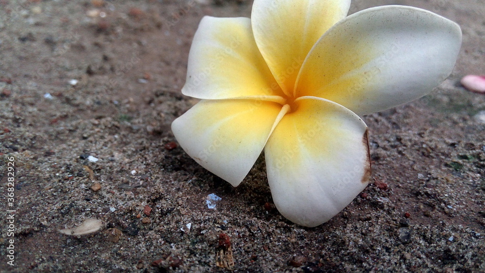 frangipani flower on the ground frangipani flower on the ground