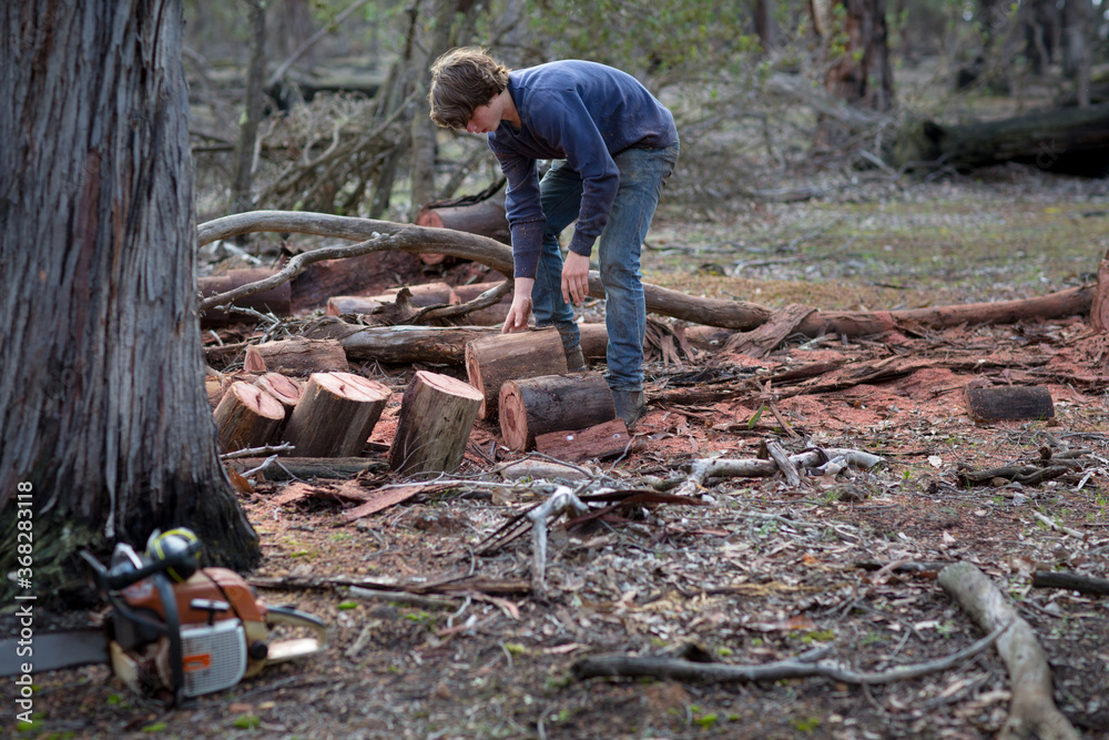 Teenage boy collecting firewood logs Teenage boy collecting firewood logs