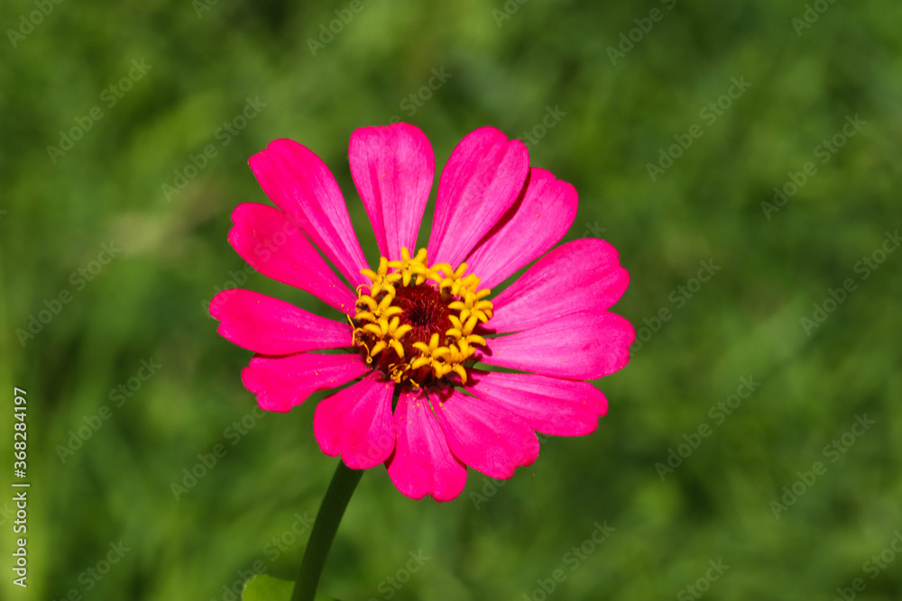 Fototapeta premium Pink zinnia flowers with green leaves background.