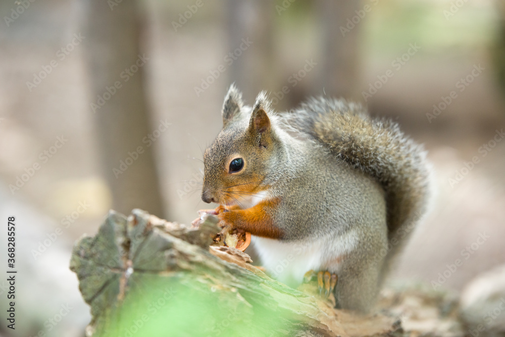 Fototapeta premium リスのカワイイ姿 Squirrel
