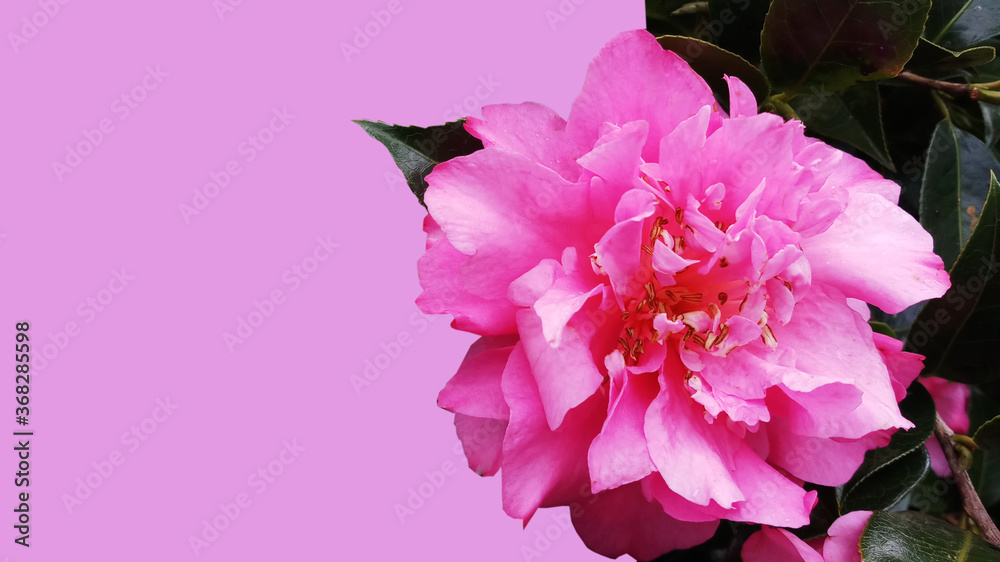 Natural background with Beautiful pink rose,pink rose on pink background