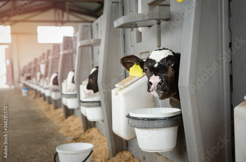 Fototapete Dairy calves fed milk in the stable