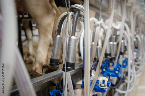 Quadro su tela Modern equipment for milking cows on a new farm, the process of milking cows