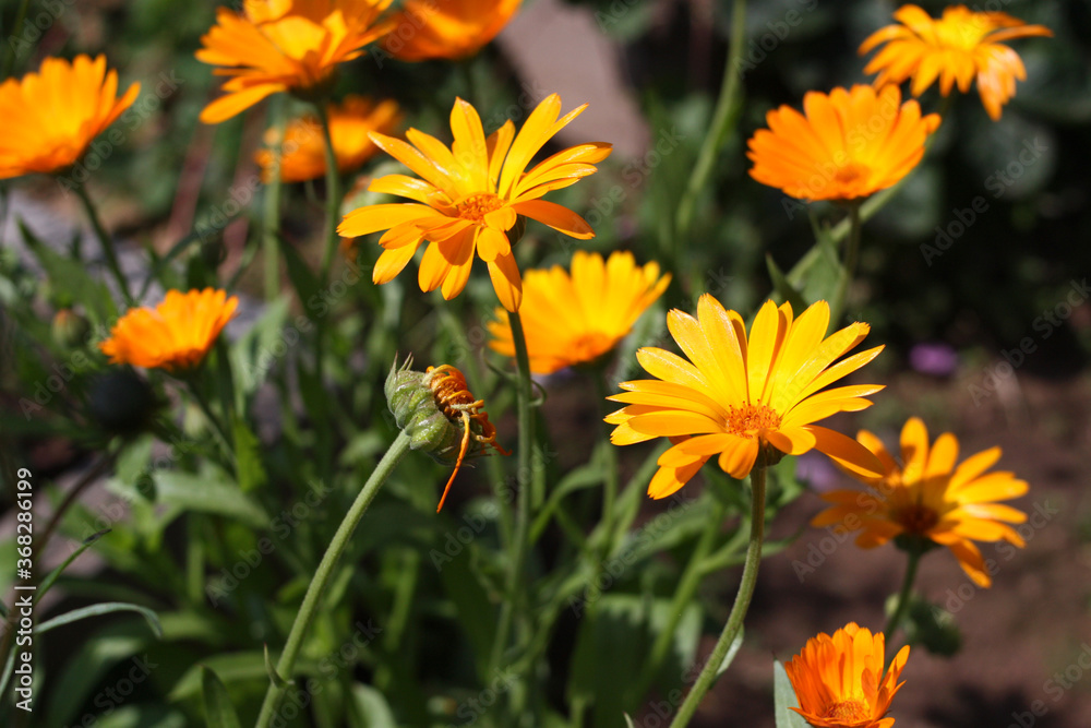 Colorful flowers landscape. Calendula flowers in the garden. A flower with medicinal properties. Colorful flowers landscape. Calendula flowers in the garden. A flower with medicinal properties.