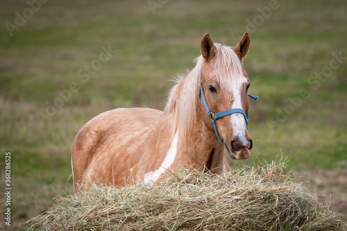 A young light brown horse stands in front of a large bundle of hay chewing. The horse has a long white mane. The animal has a blue bridle on its head. There's green grass in the background.