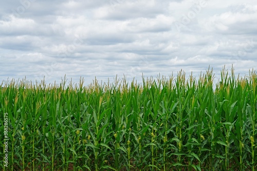 Cloudy sky sky over a green corn field in New Jersey, USA