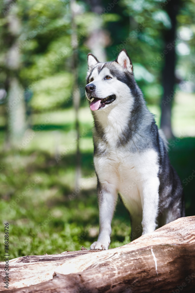 Adult Alaskan malamute  standing on a wood pile in the forest, selective focus