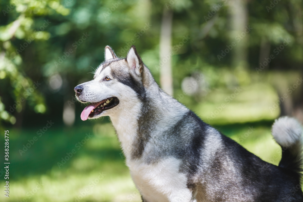 Portrait of a beautiful Alaskan malamute dog standing in the middle of a forest and  looking up towards its owner, selective focus