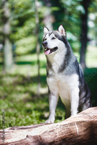 Adult Alaskan malamute  standing on a wood pile in the forest  selective focus