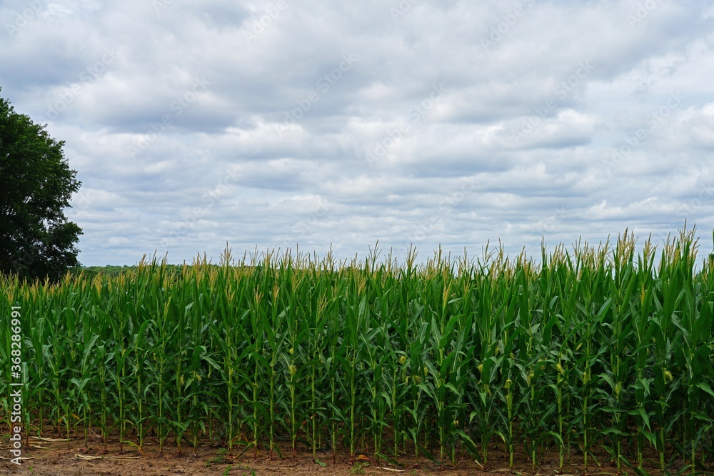 Fototapeta premium Cloudy sky sky over a green corn field in New Jersey, USA