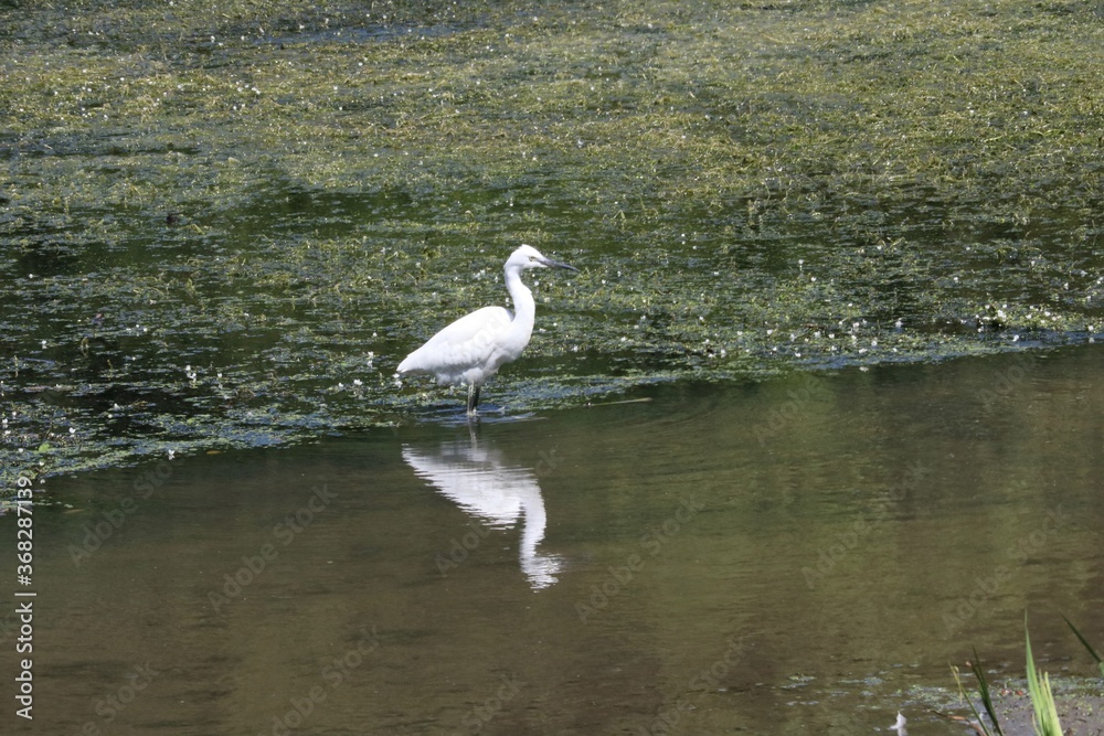 Aigrette garzette Aigrette garzette