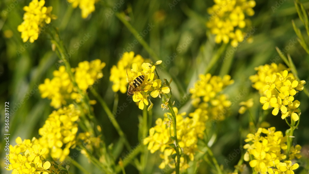 the fly feeds on nectar on a yellow flower the fly feeds on nectar on a yellow flower