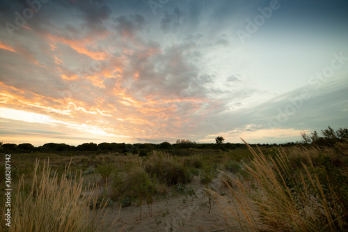 Sunset Landscape with sand dunes and golden ears at Porto Caleri coastal botanical garden and wild beach  Veneto  Italy.