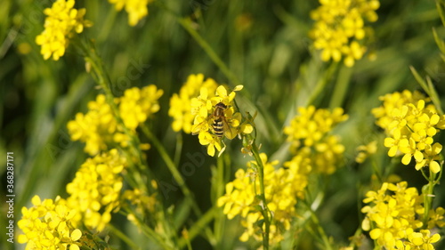 a fly on a rapeseed flower