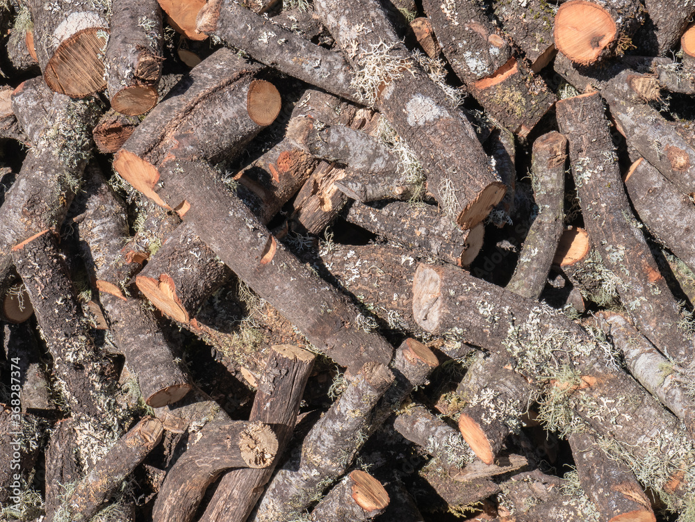 Background formed by many logs of wood with lichens cut to make firewood Background formed by many logs of wood with lichens cut to make firewood