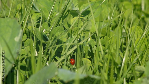 ladybug in the grass in the meadow