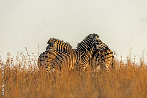 Zebra in the grass © Thule