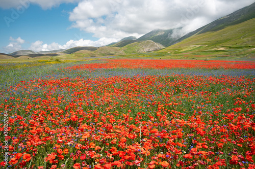 Panorama in summer of a field with poppies and violet flowers - cultivation of lentils from the plateau in the mountains of Castelluccio di Norcia, Umbria, Italy