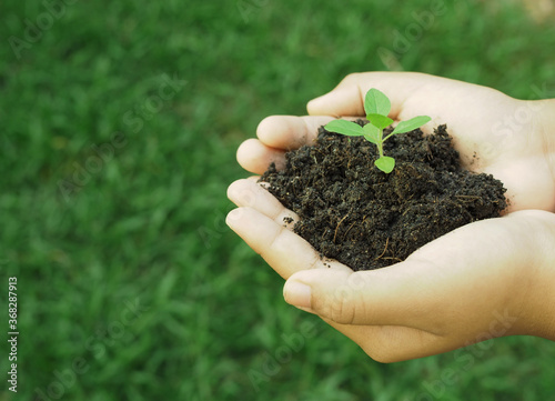 Human hand holds the small tree growing in the soil