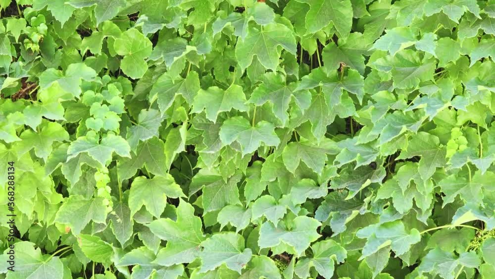 Wall is covered with green leaves that sway in the wind
