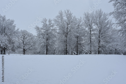Snowy Tree Landscape © Beth