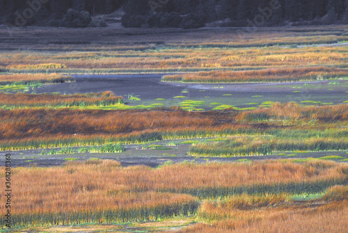 Oregon, USA- Colorful Marshlands in Klamath Falls