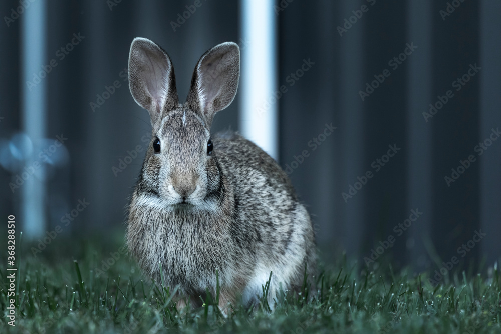 Fototapeta premium bunny with long ears