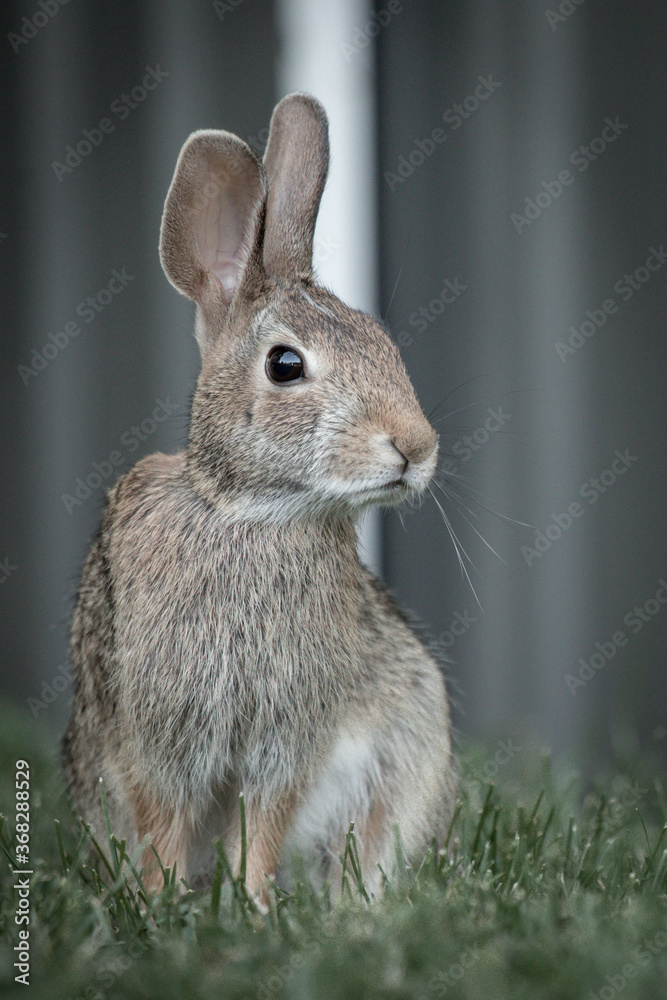 Fototapeta premium rabbit in the garden