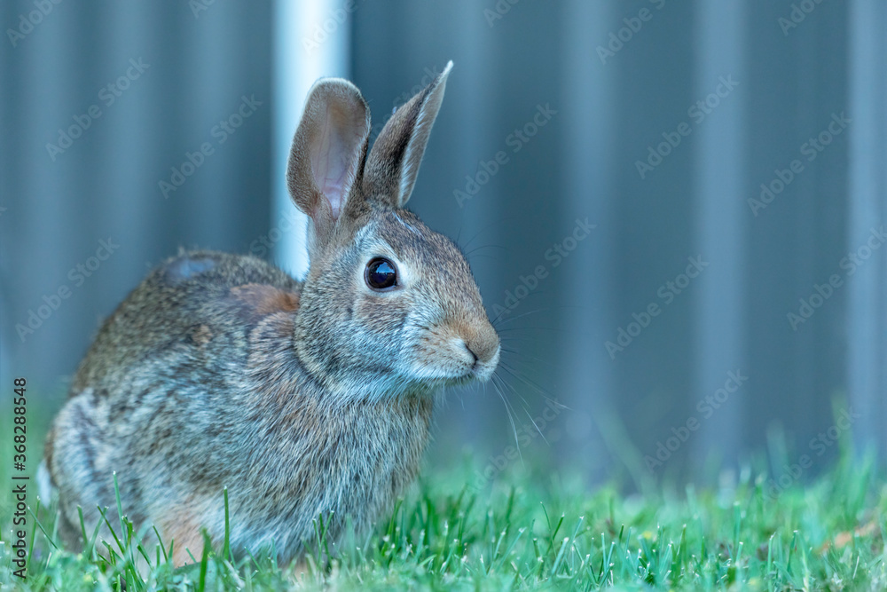 Fototapeta premium bunny on grass 