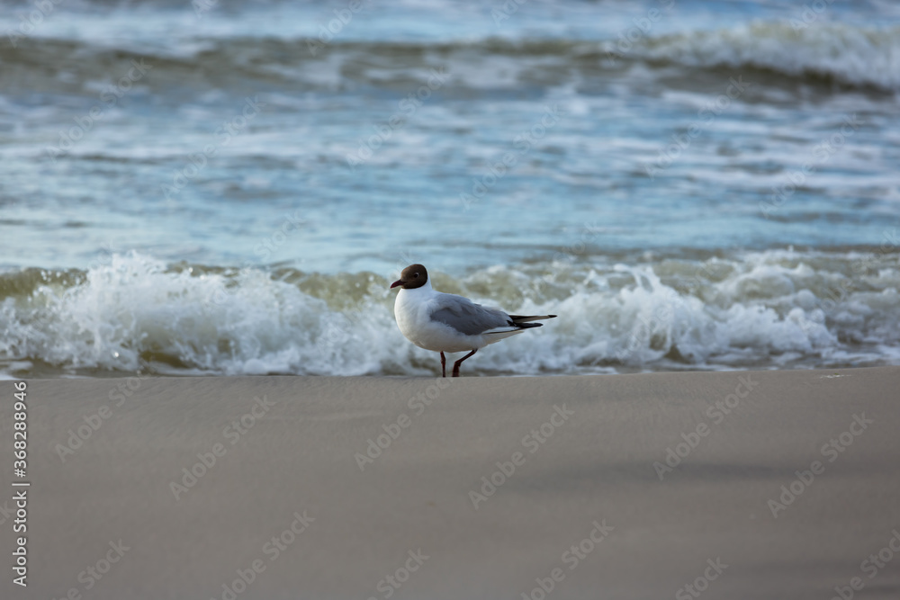 Mewa na plaży, na tle spienionych fal Mewa na plaży, na tle spienionych fal