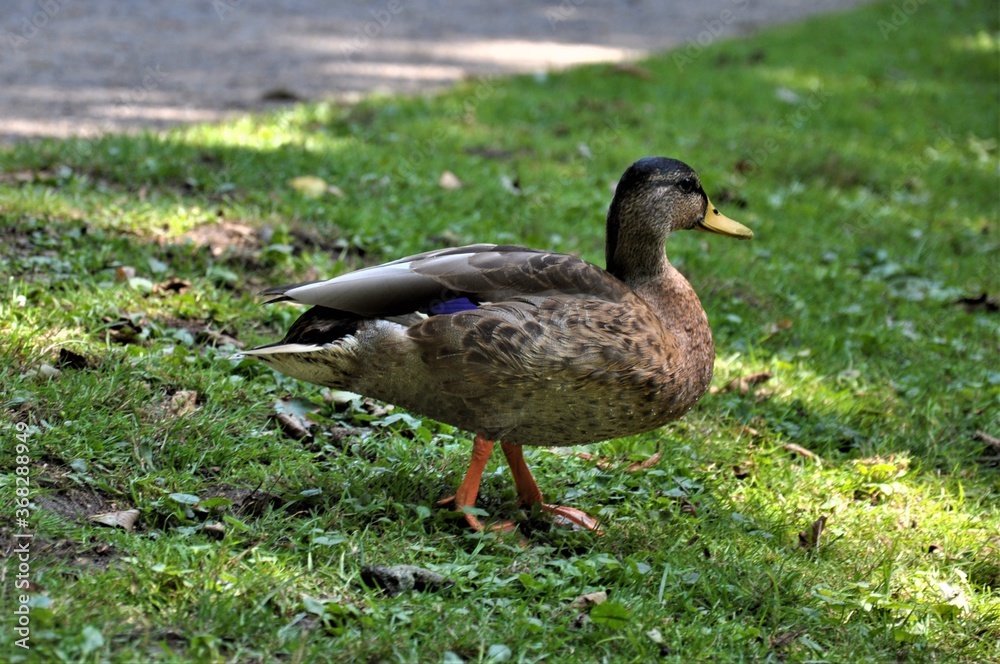 Female mallard standing in the grass besides a lake Female mallard standing in the grass besides a lake