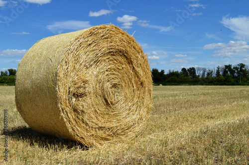 A bale of hay close-up on a mown wheat field. July.